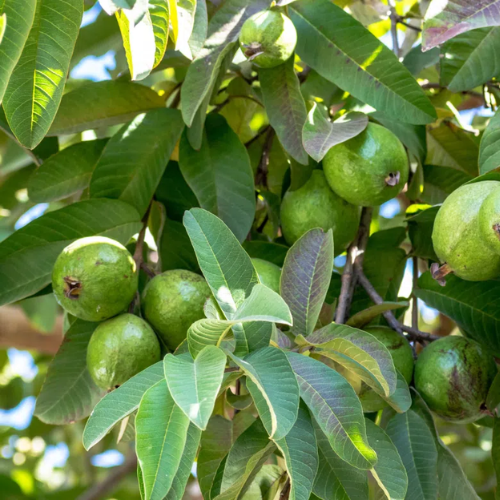 CHIẾT XUẤT LÁ ỔI (Chất bảo quản từ thiên nhiên)